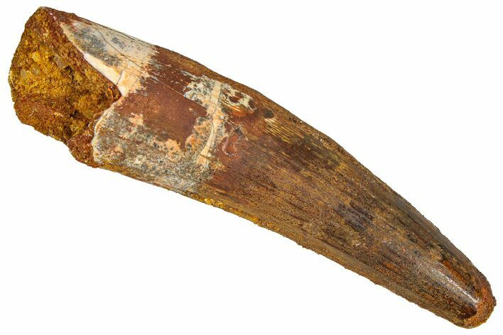 Fossil Spinosaurus Tooth - Real Dinosaur Tooth #365629